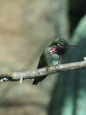 Anna's hummingbird