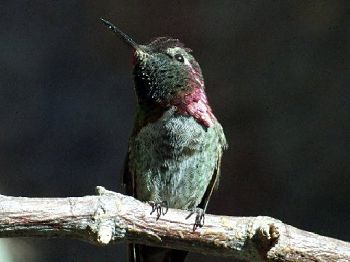 Anna's Hummingbird