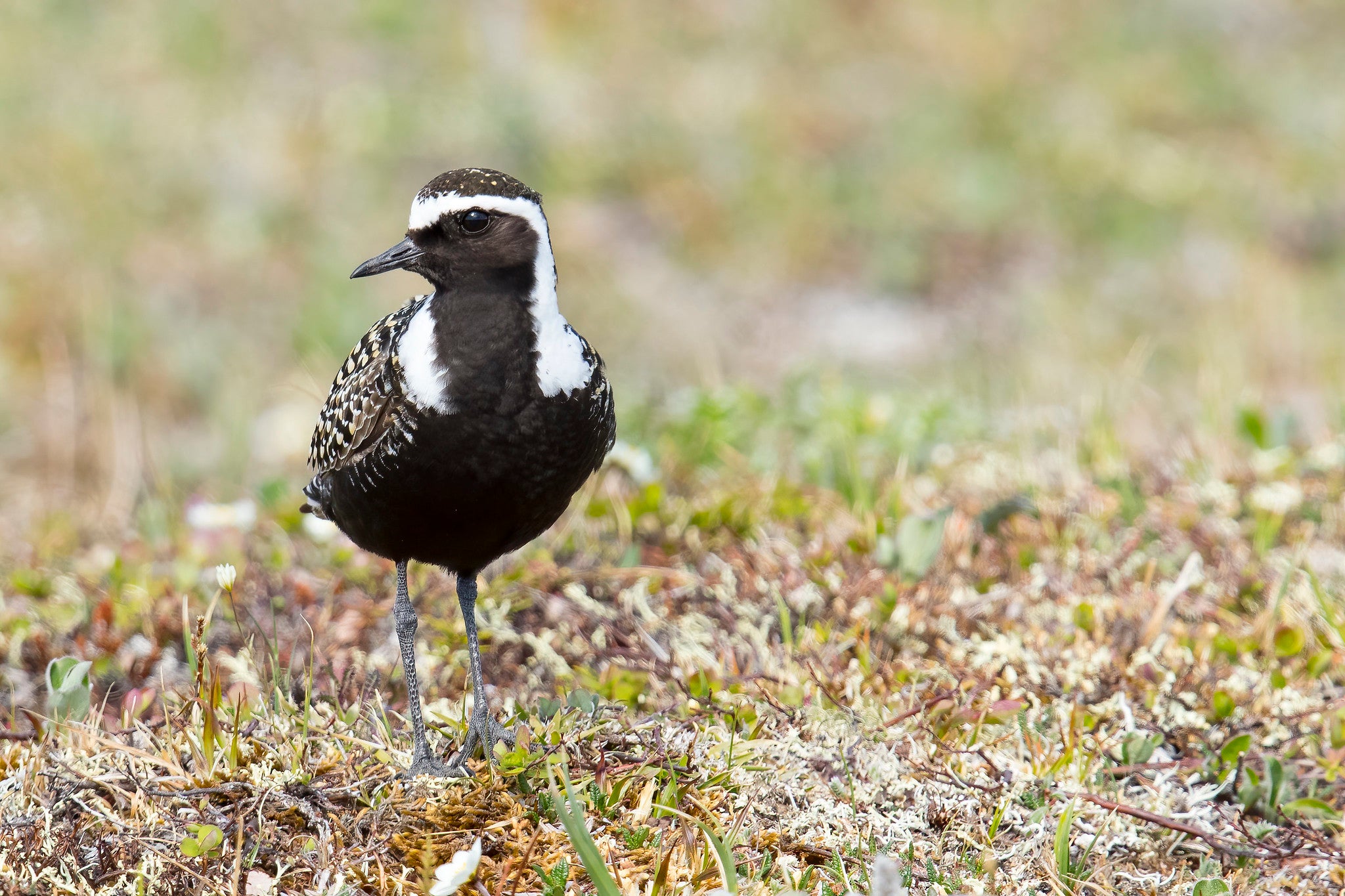 American Golden Plover.