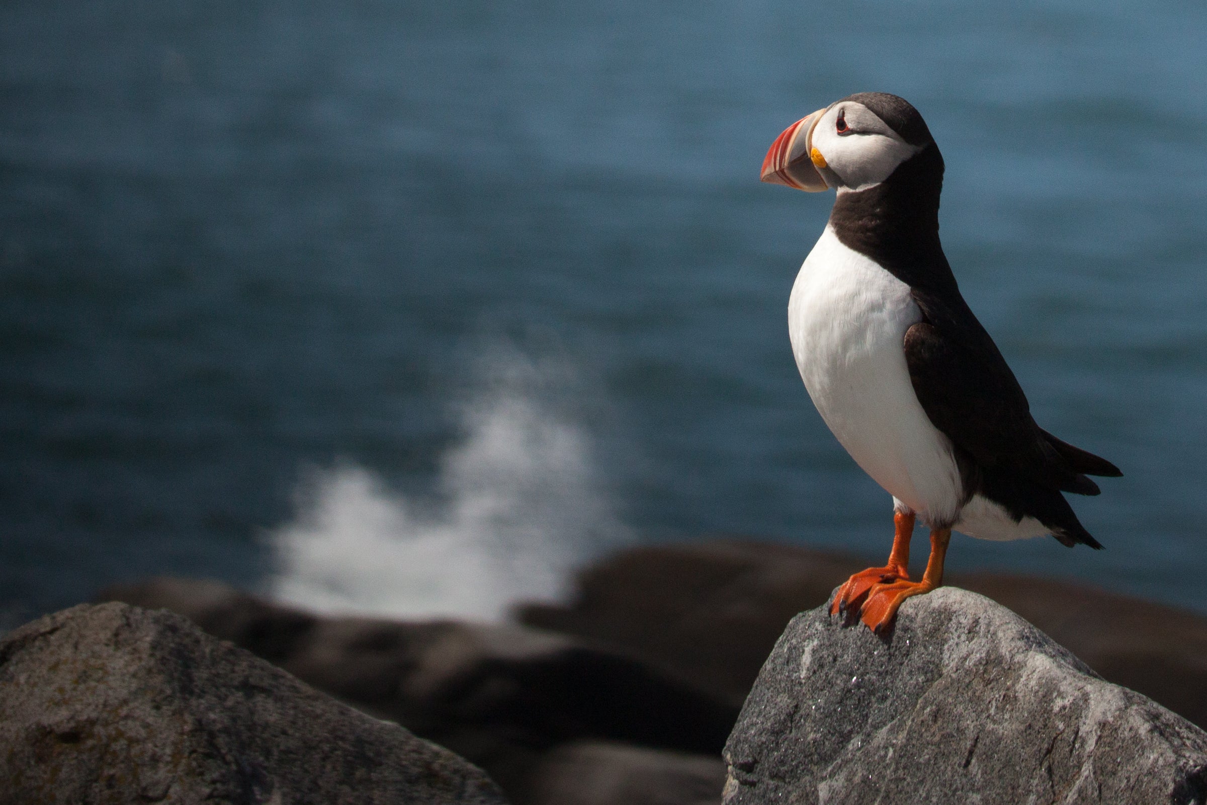 Atlantic Puffin