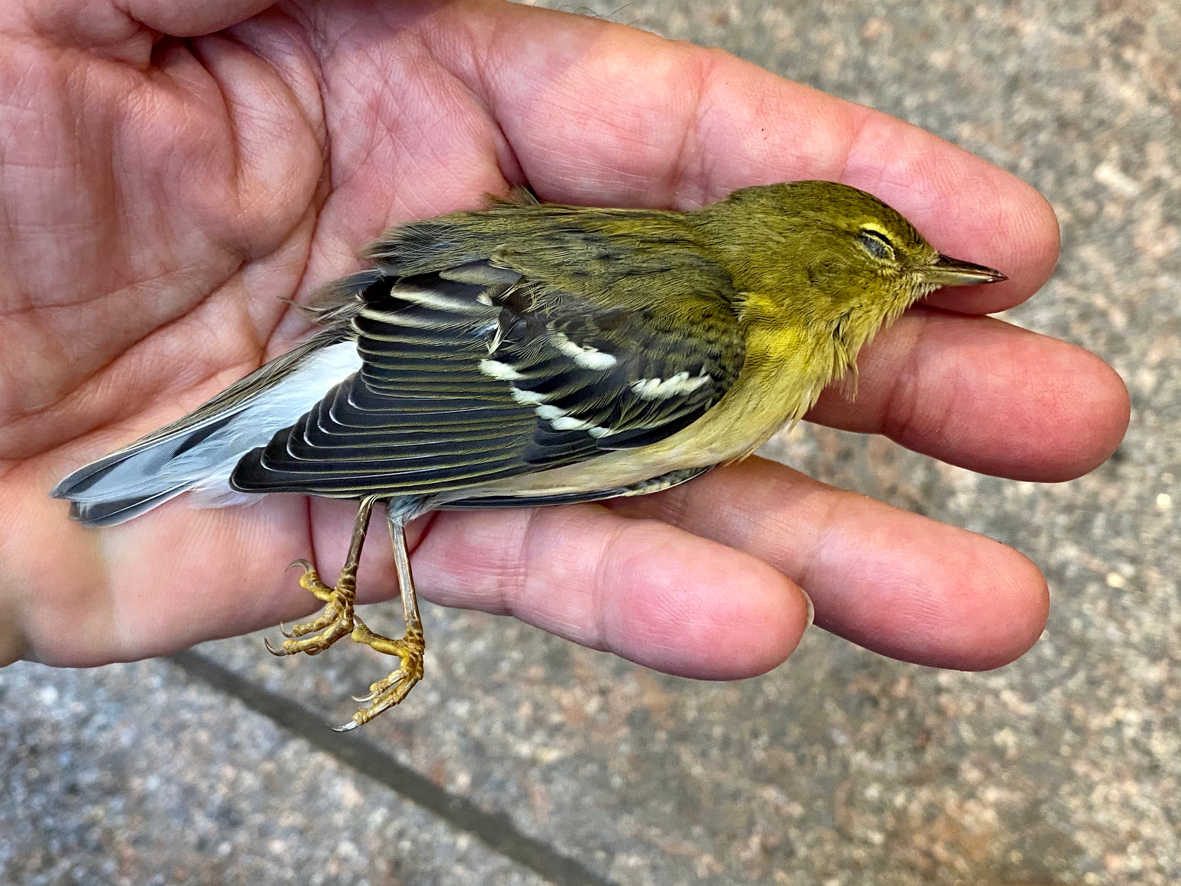 A close up photo of a deceased Blackpoll Warbler in the photographer's hand.