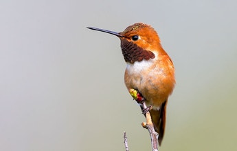 Start Using Spectrograms to 'Read' Bird Songs and Calls | Audubon
