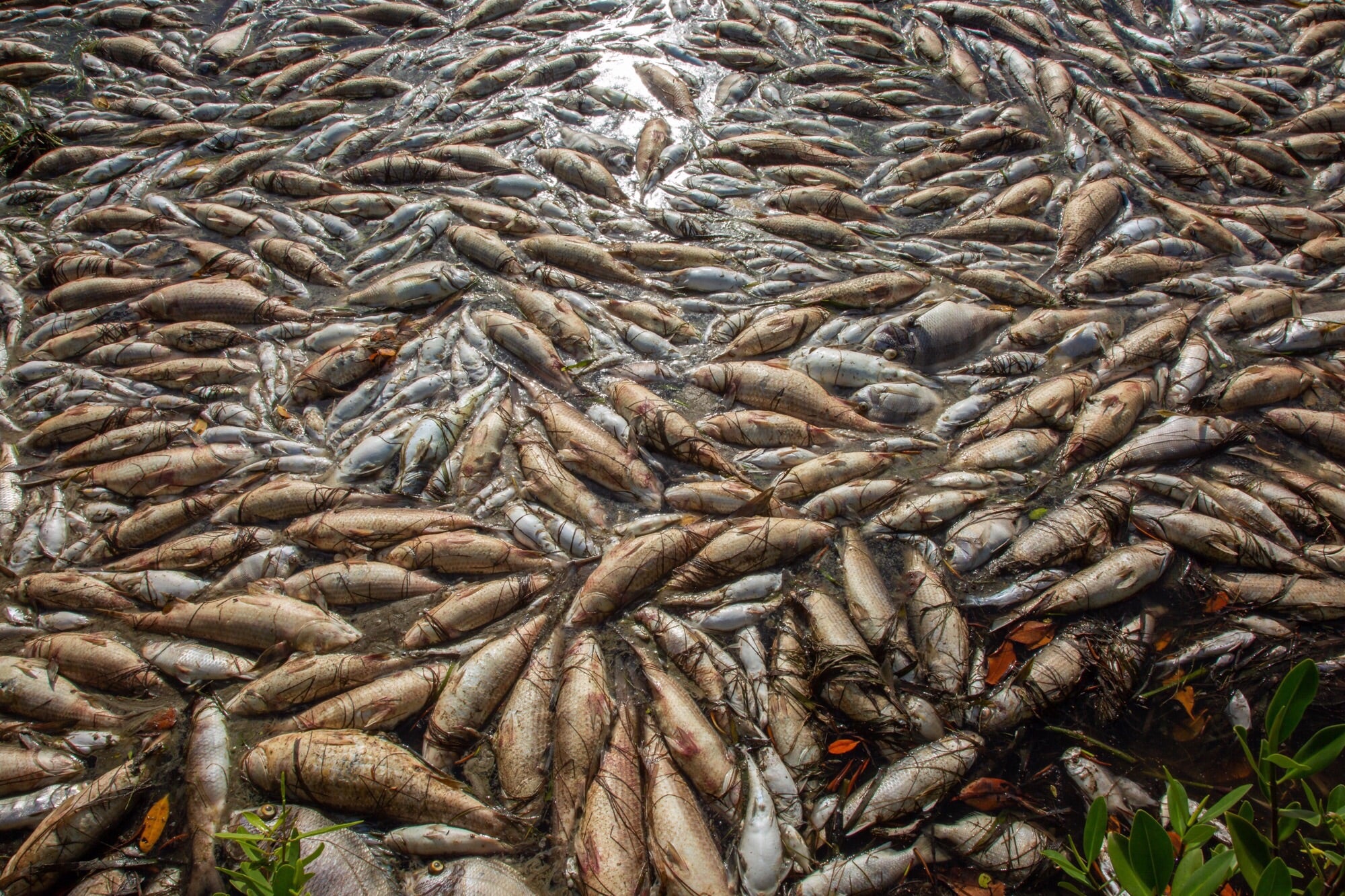 Thousands of pounds of dead fish have washed up on Marco Island, the southernmost extent of the red tide bloom for much of the summer. Jean Hall