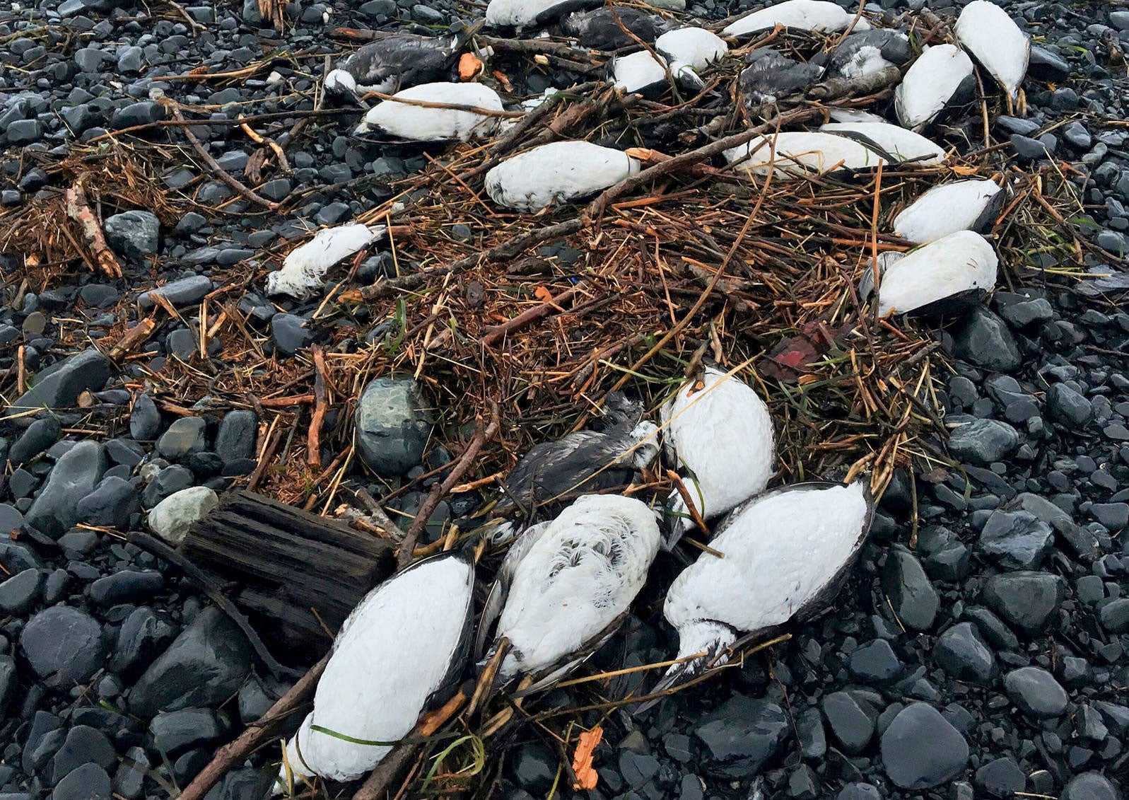 Dead Common Murres found washed up on a beach in Prince William Sound, Alaska in 2016. Jeremy Irons