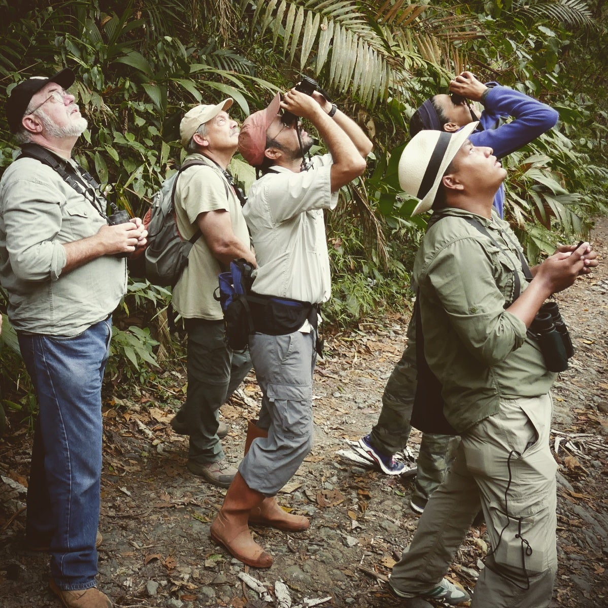Birders from the Panama Audubon Society spot a White-tipped Quetzal at El Dorado, Colombia. Noah Strycker