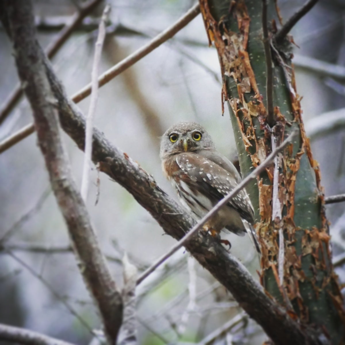 A Colima Pygmy-Owl perches at dusk. Noah Strycker