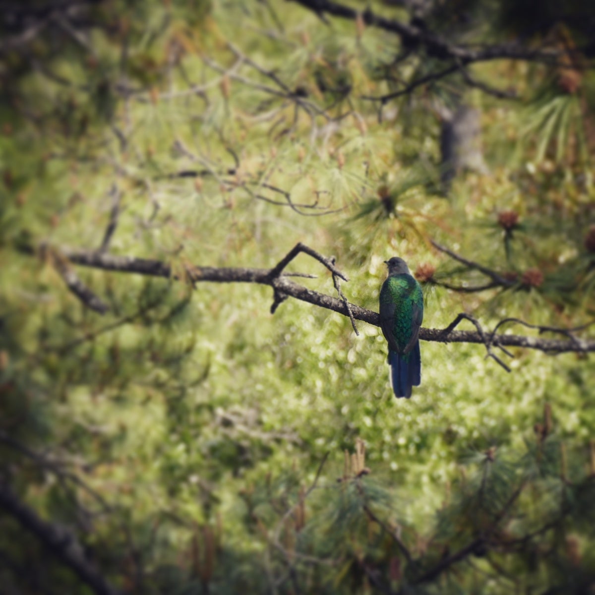 Noah's view of the Eared Quetzal above Durango. Noah Strycker