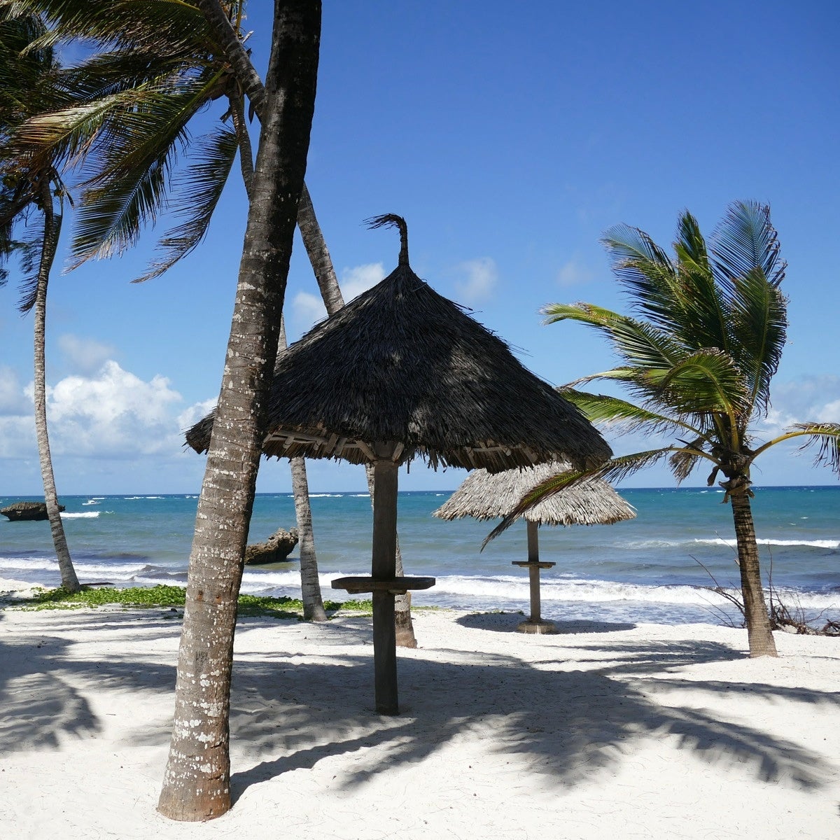The beach at Kilifi, Kenya. Noah Strycker