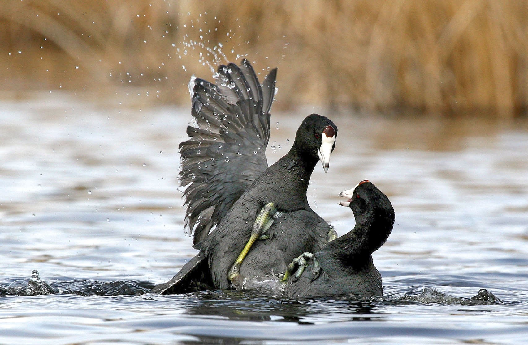 Better Know a Bird: The American Coot and Its Wonderfully Weird Feet