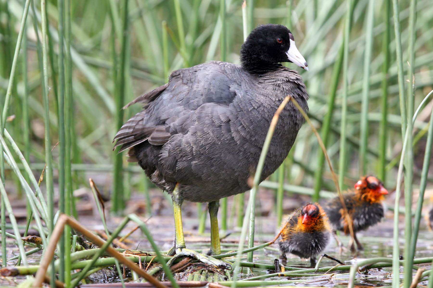Better Know a Bird: The American Coot and Its Wonderfully Weird Feet