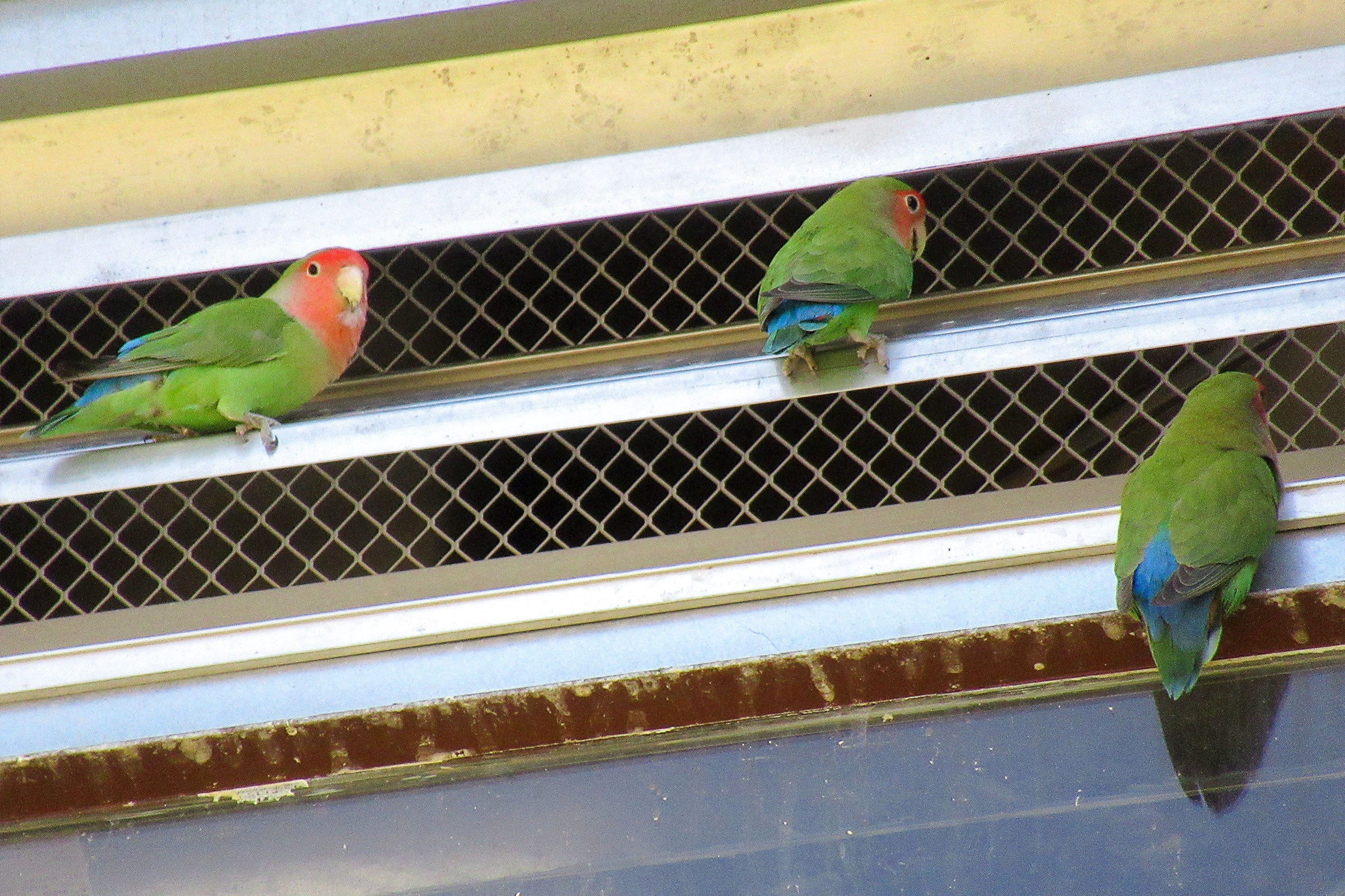 Rosy-faced Lovebirds perched near a building’s air conditioning vent in Phoenix, Arizona. The birds only showed up when temperatures passed 90 degrees, and their number increased exponentially above 99 degrees. Kevin McGraw