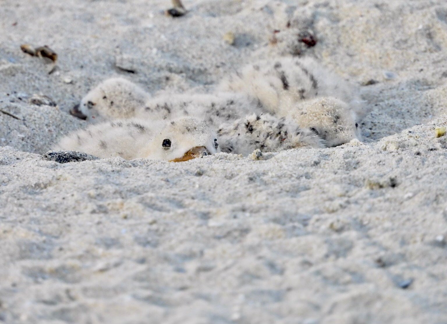 Four baby Black Skimmers huddle in their shallow, sandy nest, with one staring directly into the camera. Their fuzzy, soft feathers blend in perfectly with the sand around them. Four baby Black Skimmers huddle in their shallow, sandy nest, with one staring directly into the camera. Their fuzzy, soft feathers blend in perfectly with the sand around them.