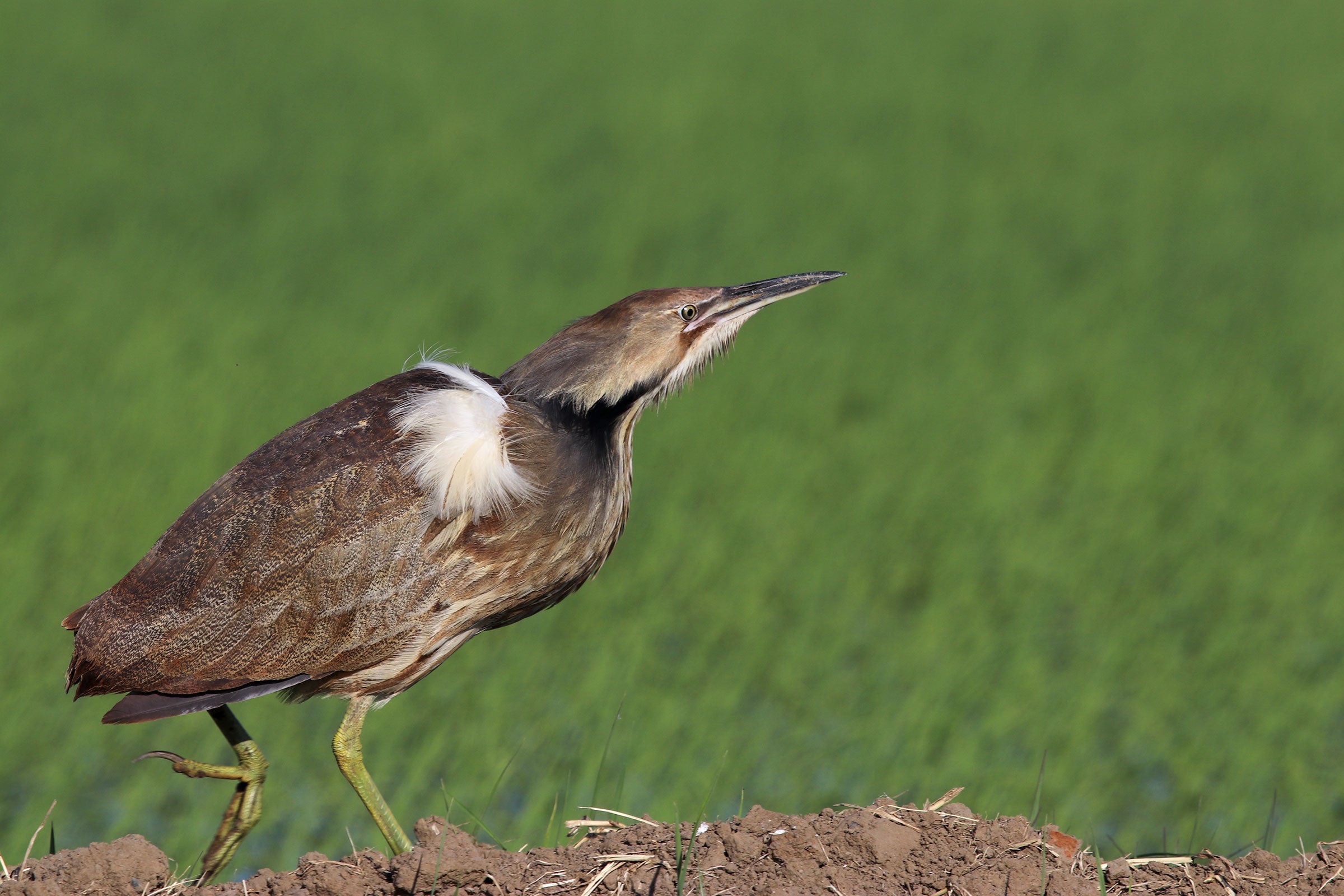 Morris also caught the bittern displaying its shoulder feathers. Both males and females have these tufts, but they're usually tucked away until it comes time to breed or confront a rival. Jim Morris/California Rice Commission