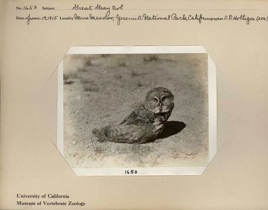 Grinnell collected this female owl, MVZ:Bird:25535, during a 1915 survey of Yosemite National Park. C.D. Holliger Photo, Museum of Vertebrate Zoology Archives, University of California, Berkeley