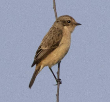 Amur Stonechat