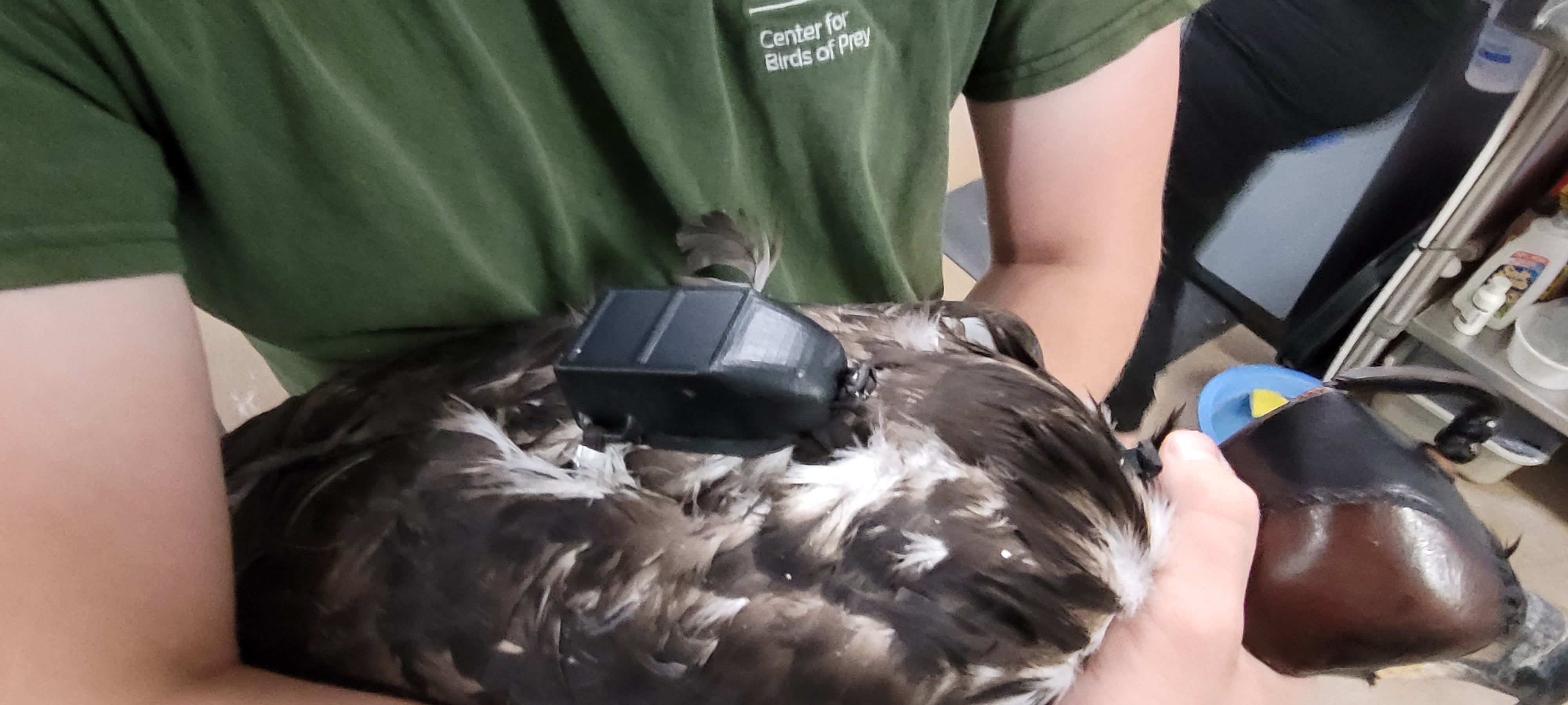 A close up of a small transmitter backpack on a Bald Eagle in a person's arms.
