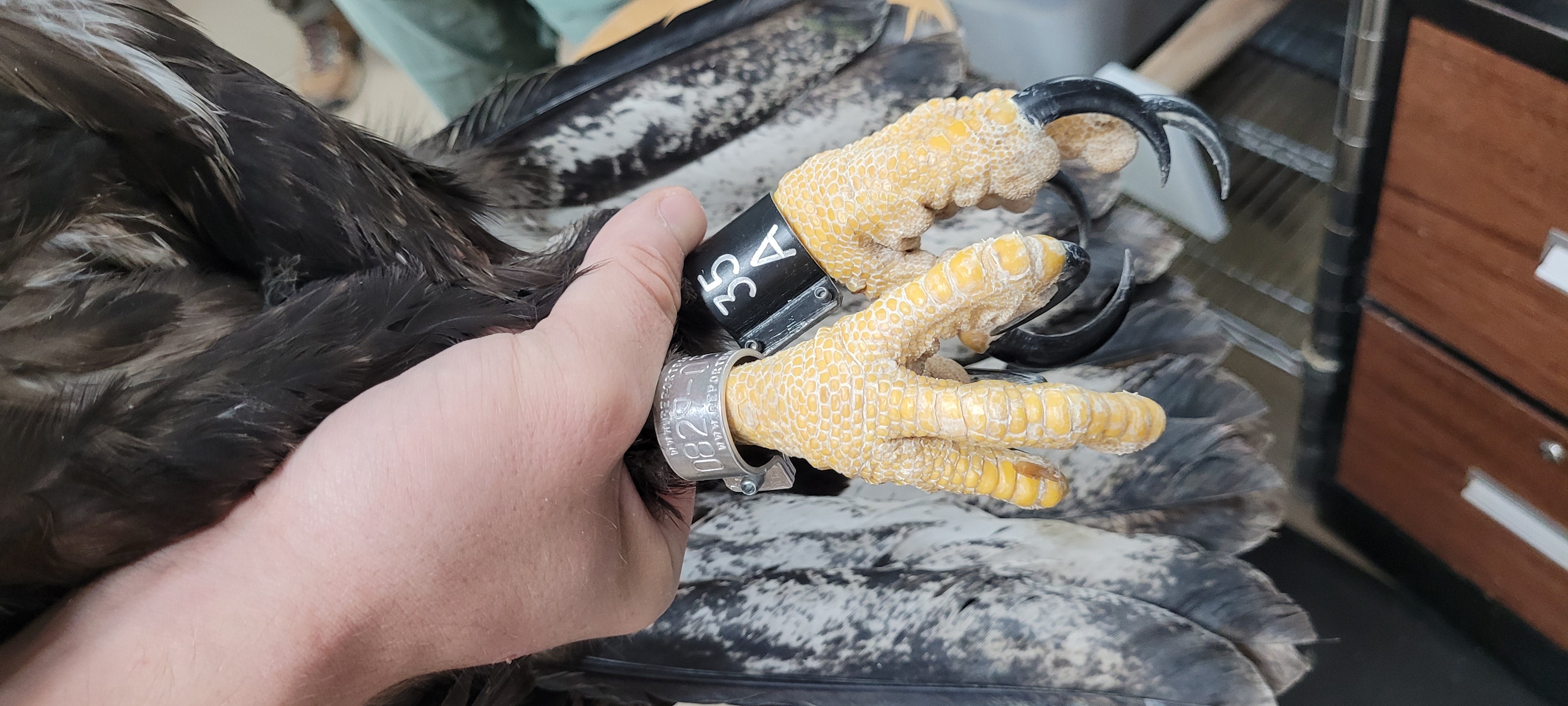 A Bald Eagle's legs and feet, each with a metal band with an alphanumeric code.