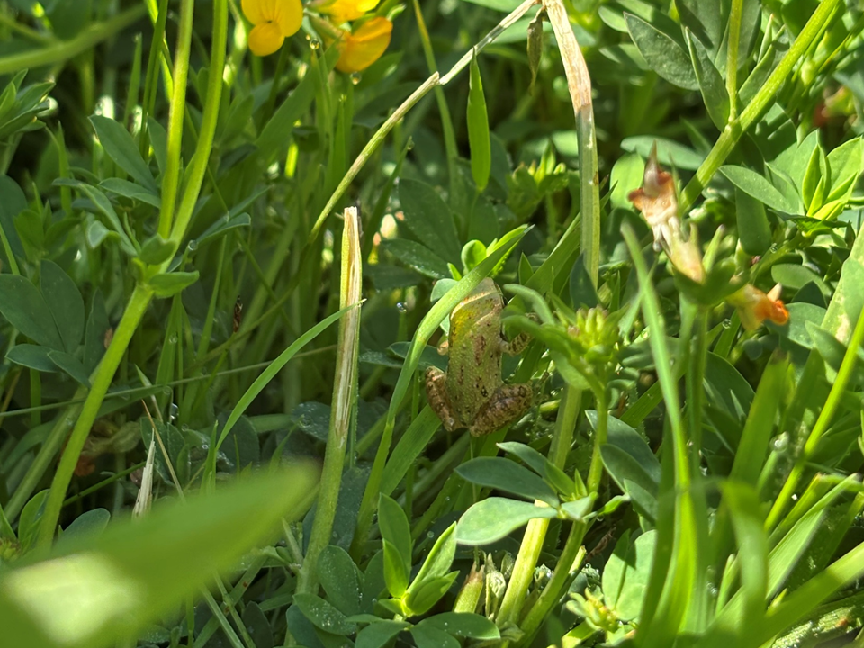 A green frog nestles among deerweed stalks
