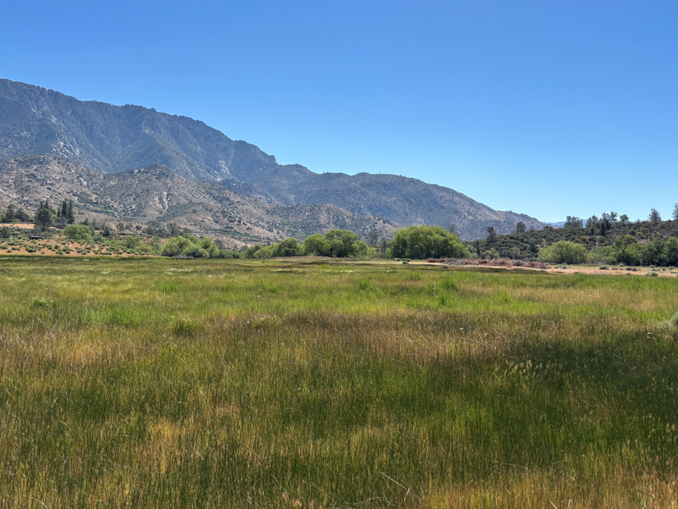 A landscape view of Kern River Valley, showing reedy wetlands in the front and the Sierra foothills in the background
