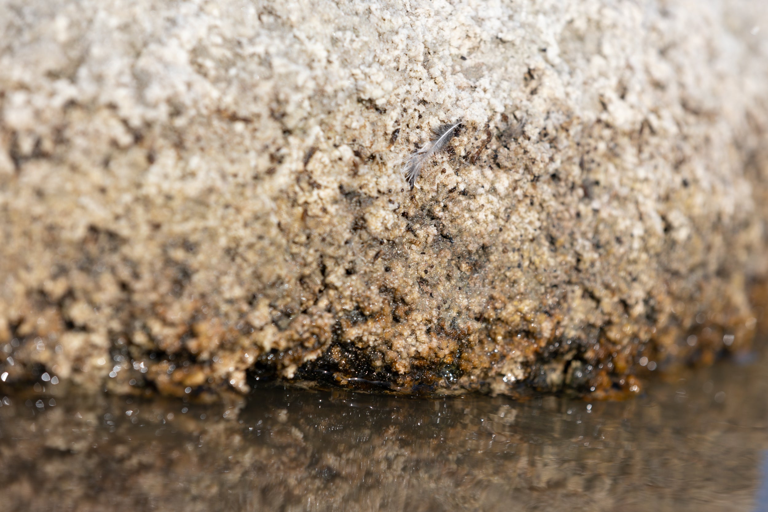 Microbialites at Great Salt Lake