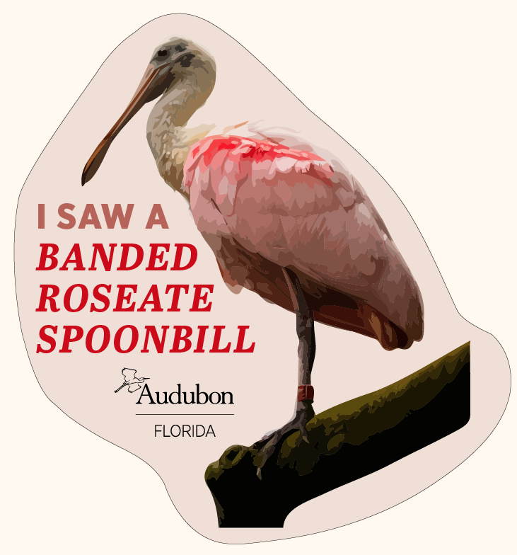 spoonbill sticker