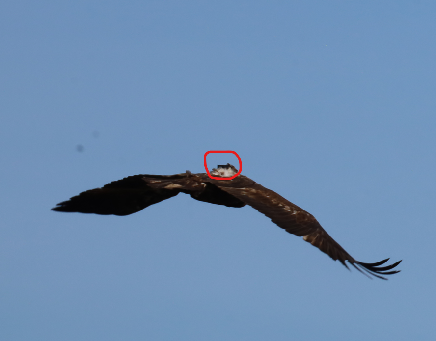 A photo of an eagle in flight with a part of the photo circled in red, showing a black corner of a box on the bird's back.