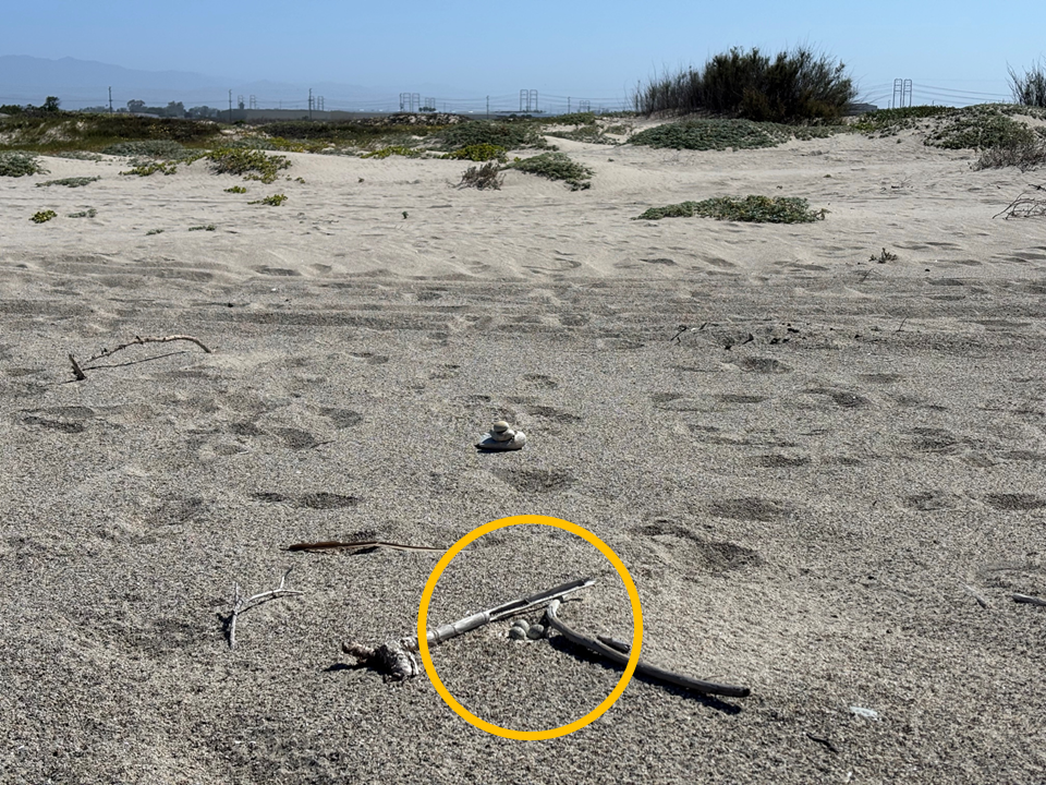 3 small eggs lay in the foreground of a sandy beachfront, two sticks have been placed to shield them