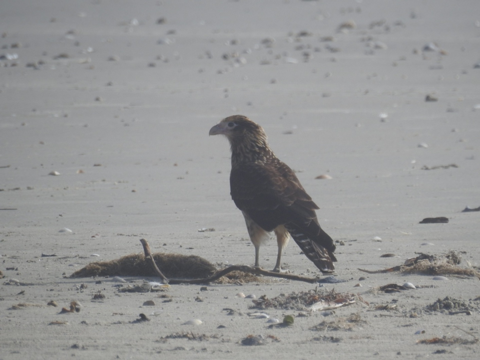 Yellow-headed Caracara