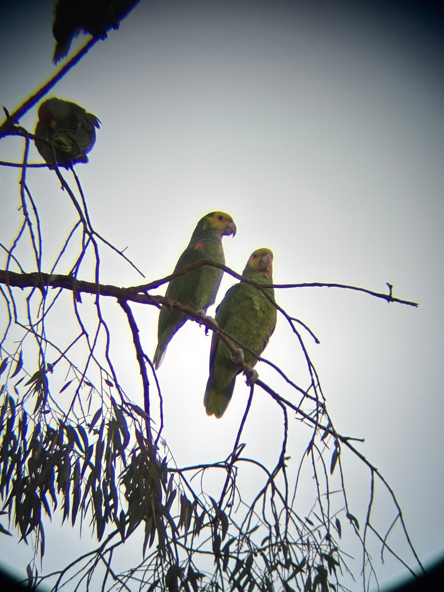 Two yellow-headed parrots perch together in a eucalyptus tree in front of Pasadena City Hall