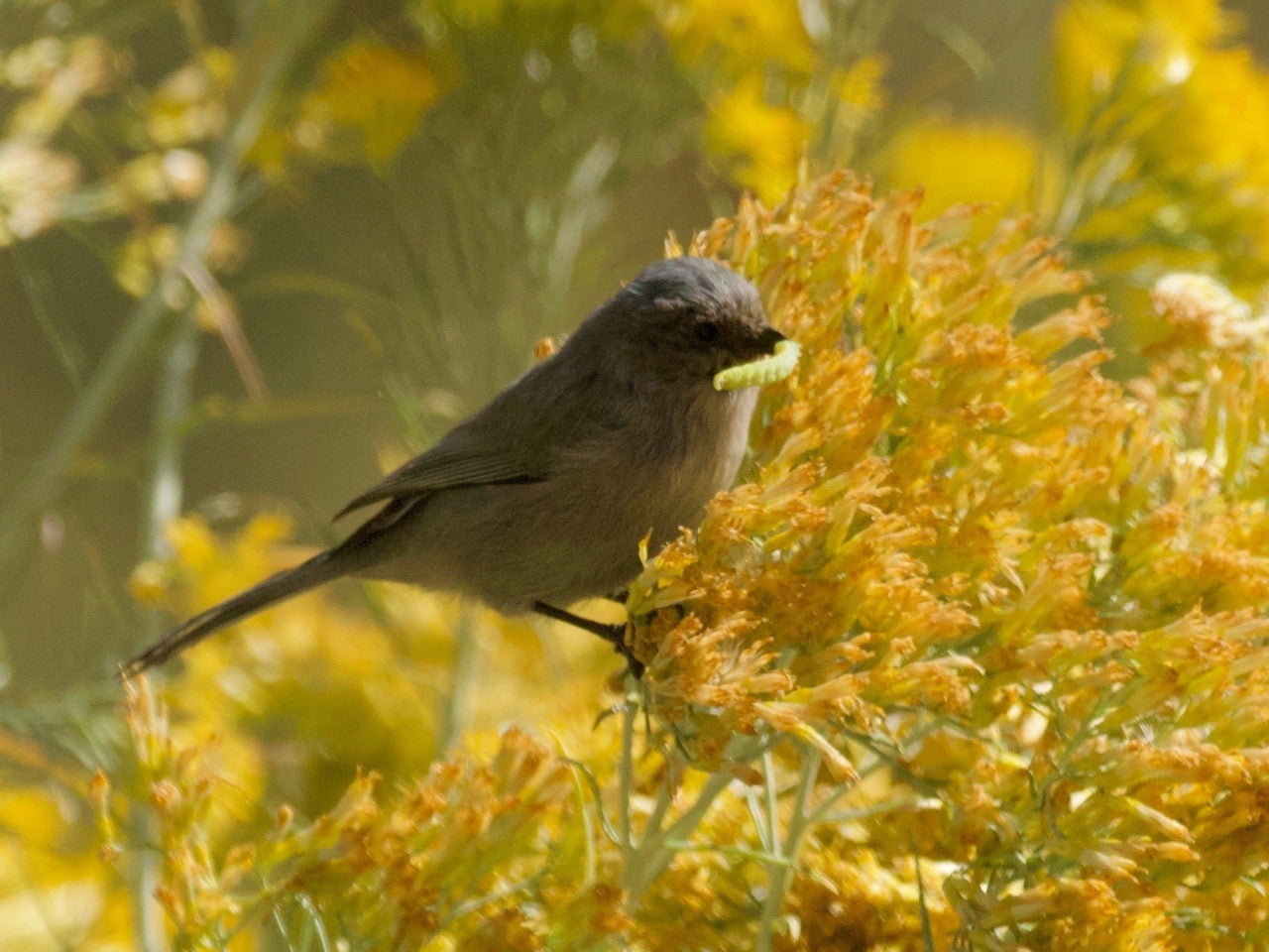 Bushtit eating a worm in chamisa