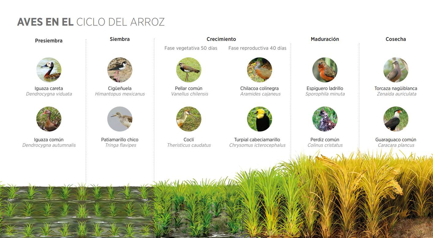 Farmers not only improve their practices but also actively contribute to biodiversity conservation.