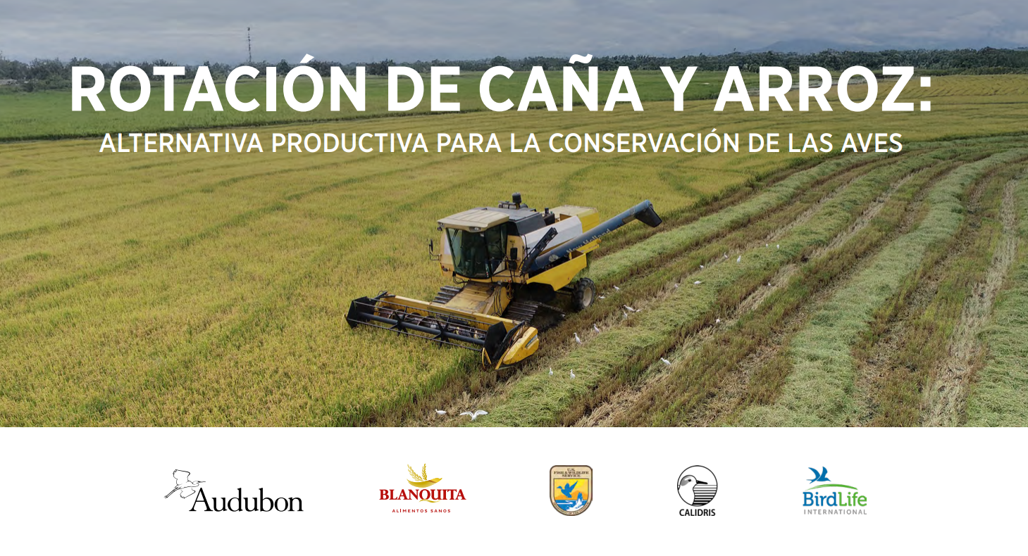 This manual explores the results of studies, that demonstrate that cultivating rice in rotation for one or two cycles per year can improve the survival chances of regional bird species.