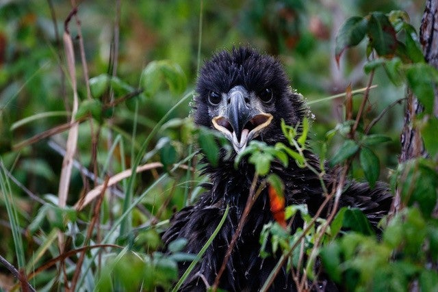 A juvenile Bald Eagle in shrubs.