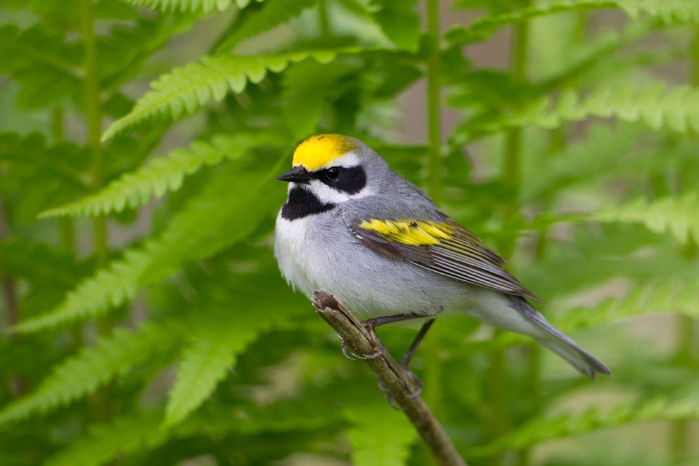 Golden-winged Warbler.