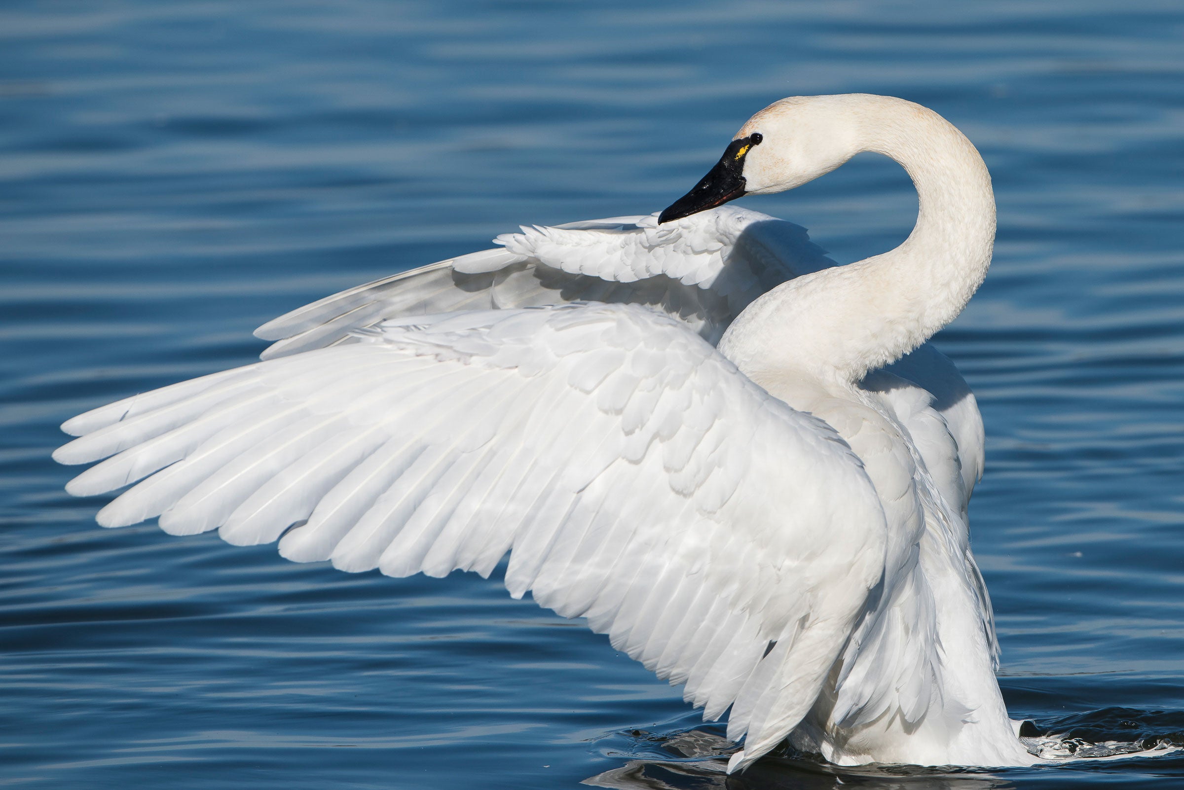 Photo of a Tundra Swan.