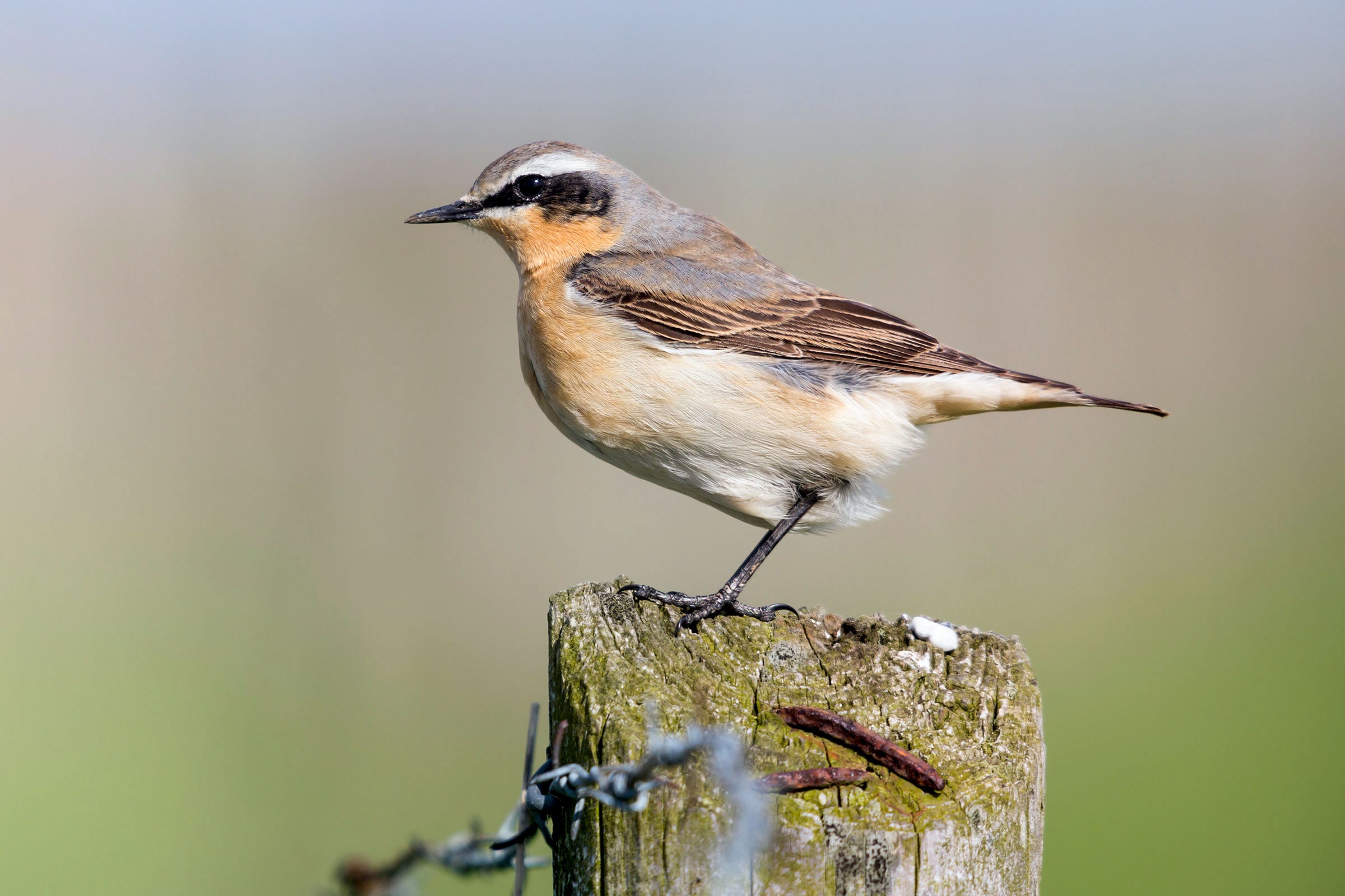 Northern Wheatear. Alby DeTweede/iStock