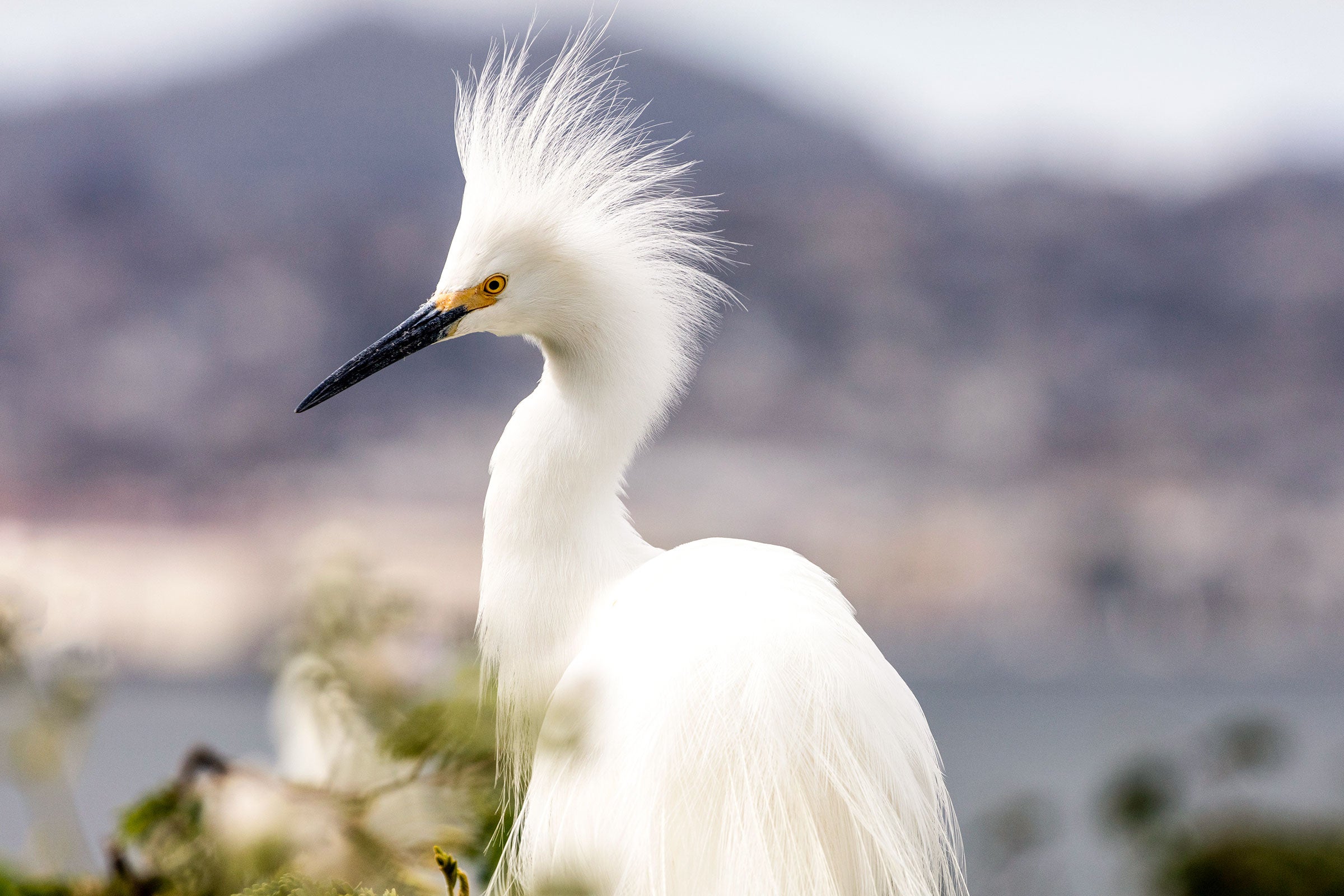 Snowy Egret. Danita Delimont/Alamy