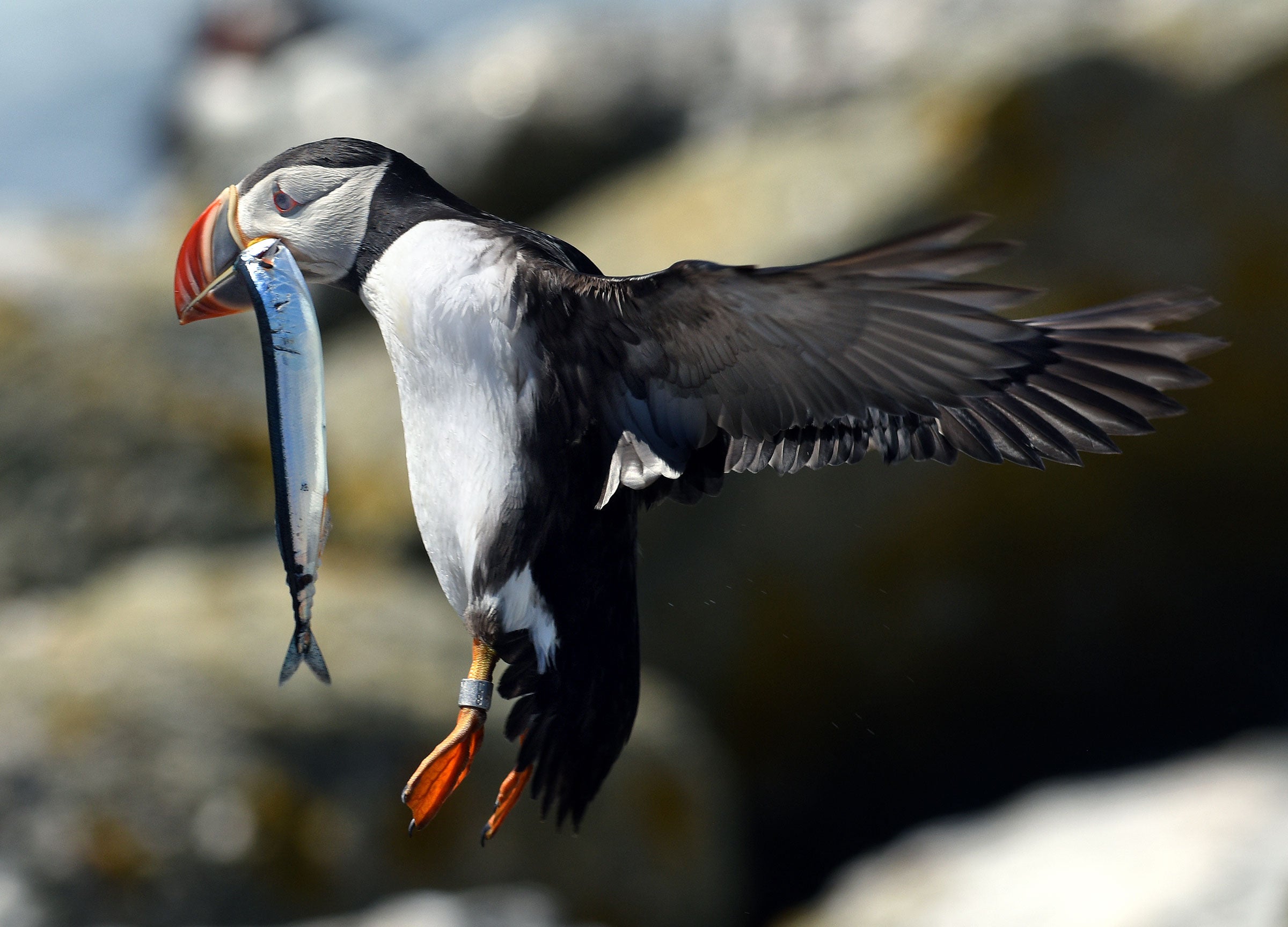 A puffin flying with a long silver fish hanging from its beak.