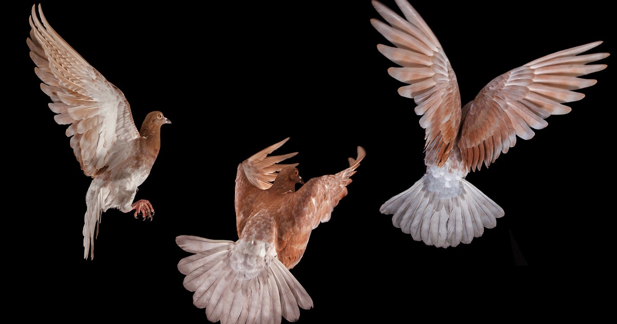 Pigeon Portraits Reveal the City Bird’s True Beauty | Audubon