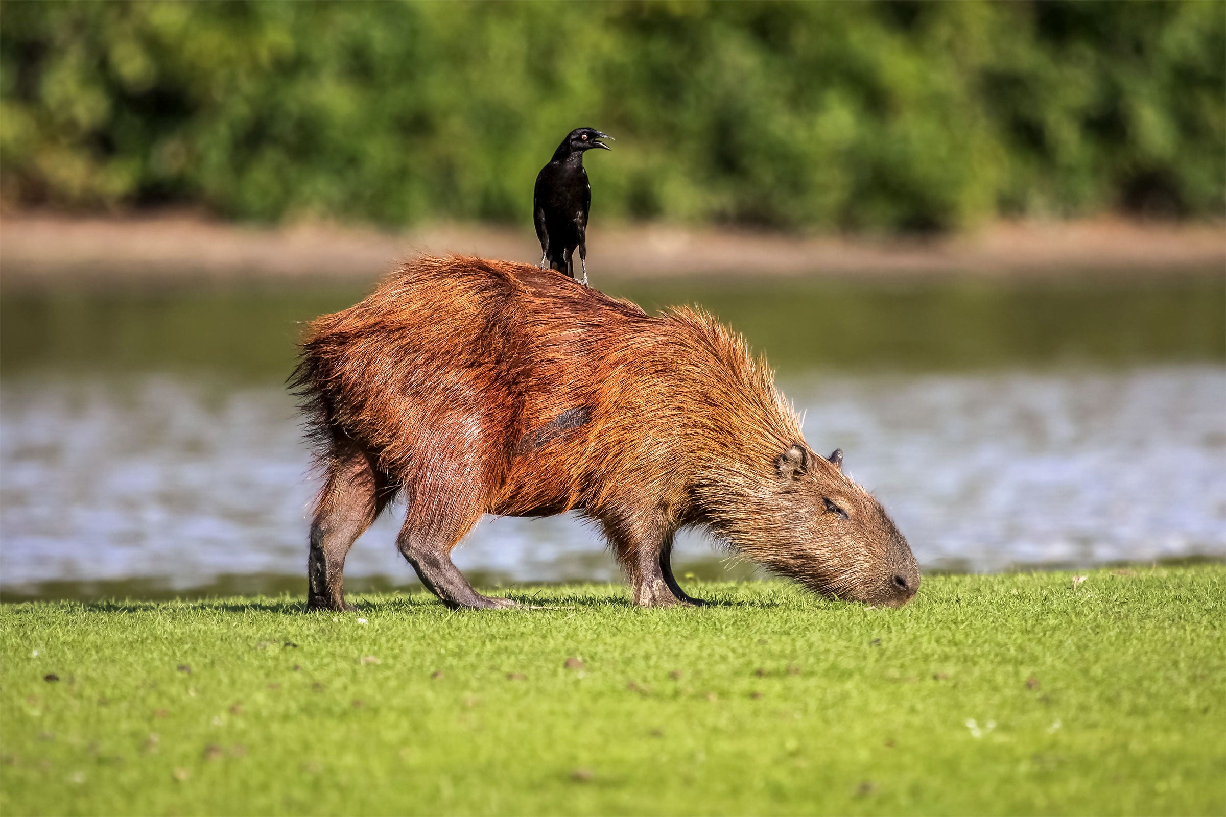 Giant Cowbird and Capybara. Uwe Bergwitz/Alamy