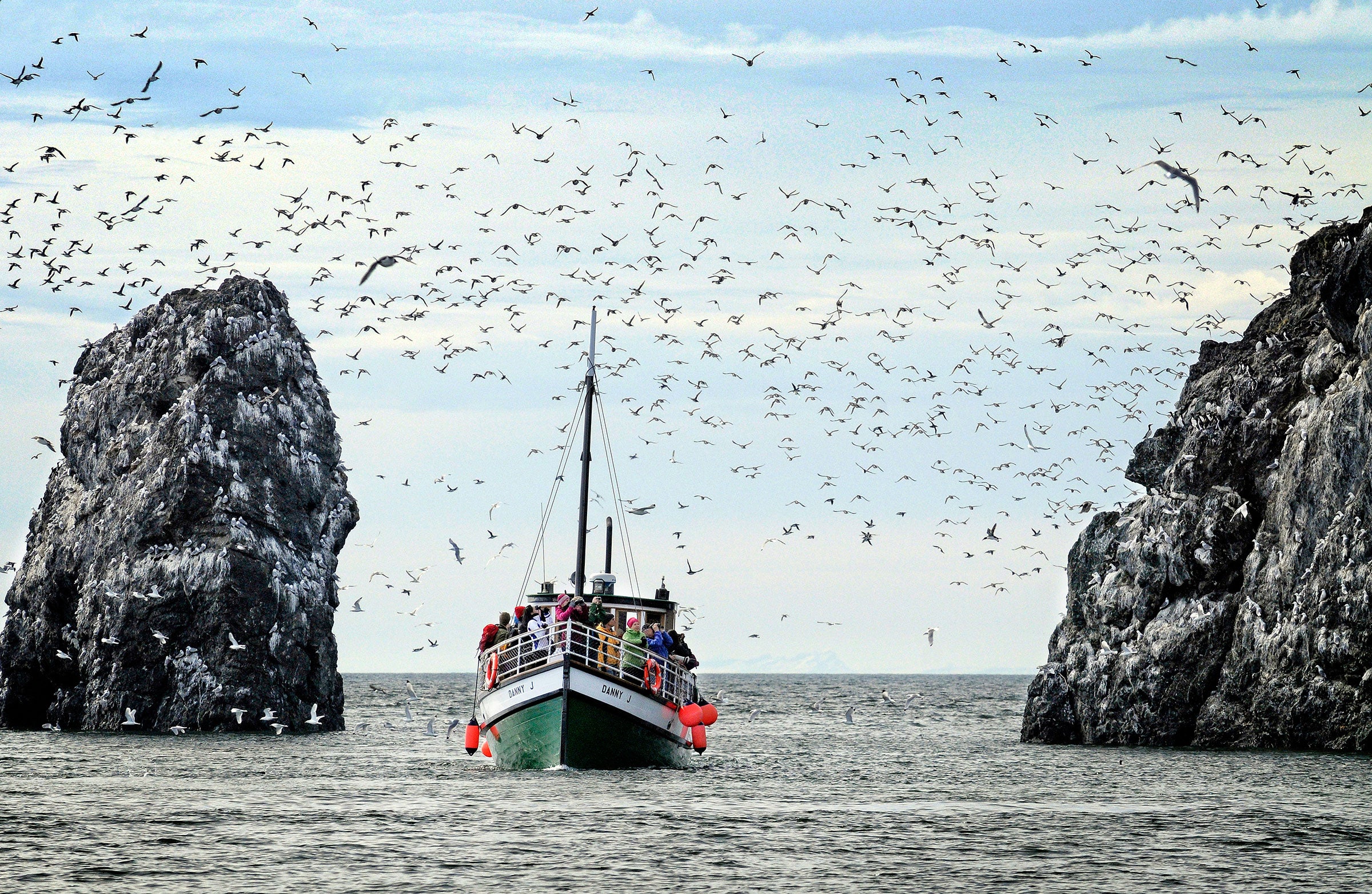At Alaska's Kachemak Bay Shorebird Festival, experience the hustle and bustle of seabird colonies up close. Jim Lavrakas/Far North Photography