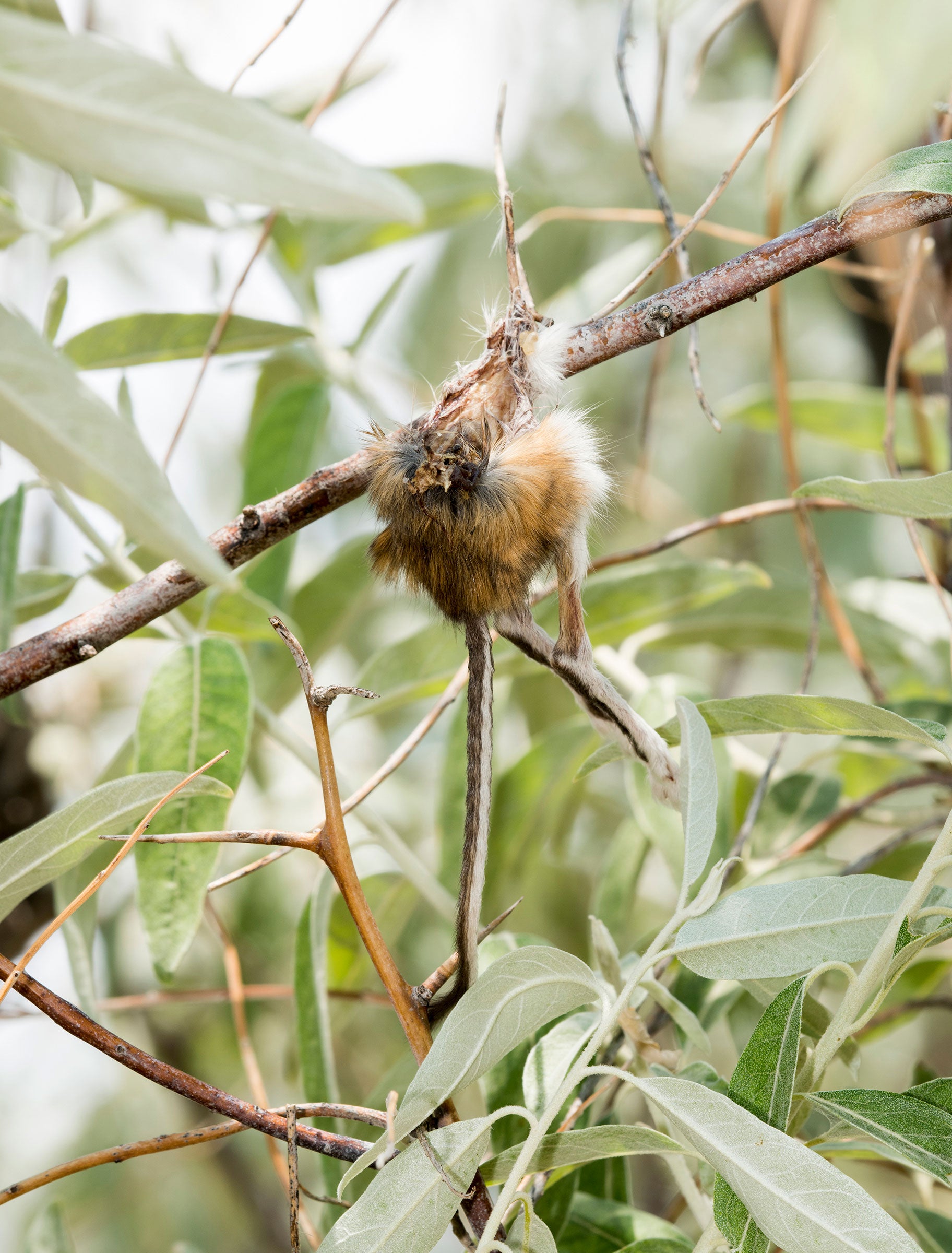 Kangaroo rat. Rachel Hopper