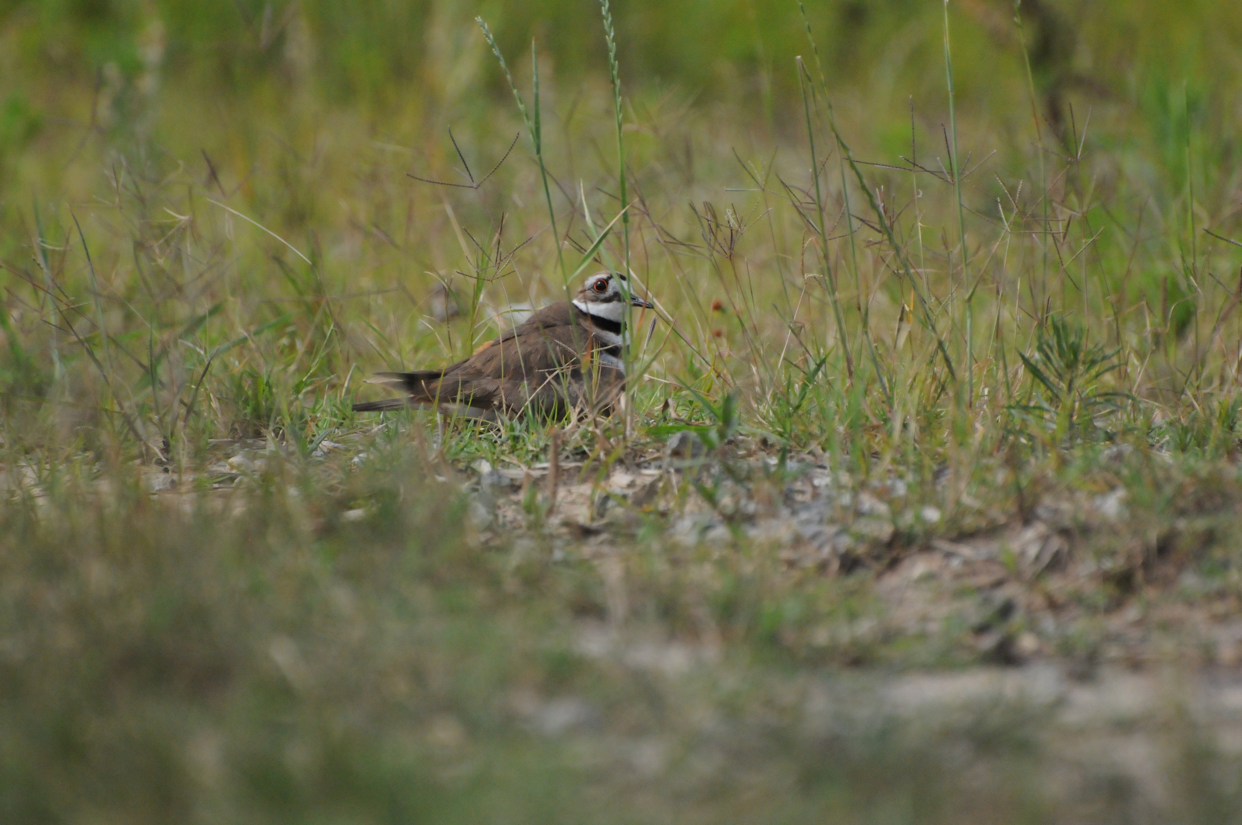 Killdeer | Audubon