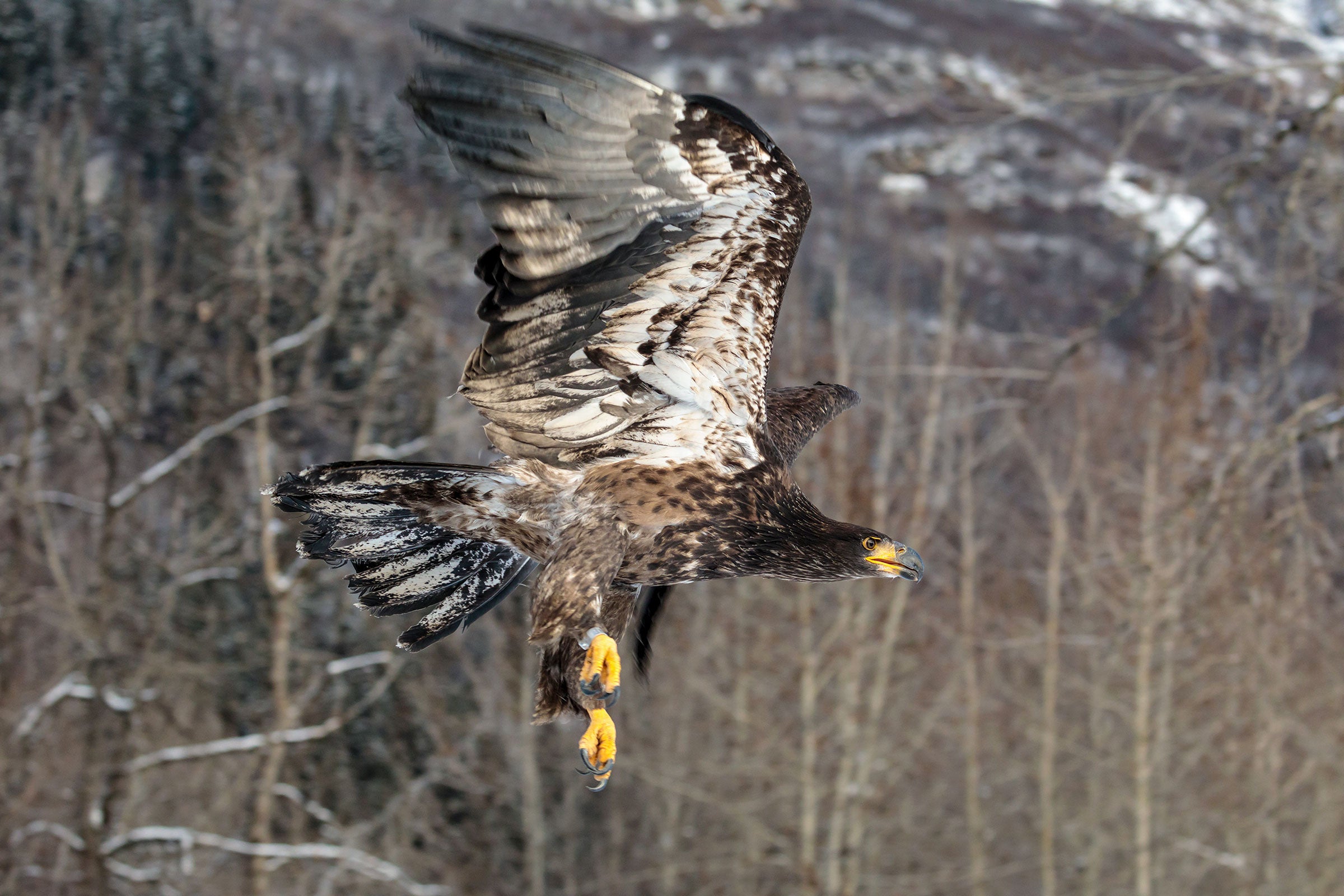 Rehabilitated juvenile Bald Eagle is released in the Chilkat Bald Eagle Preserve during the Bald Eagle Festival in Haines, Alaska. Ray Bulson/Alamy