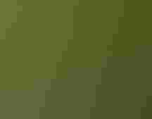 Noah's view of a Taita (Broad-ringed) White-eye in the Taita Hills.