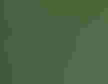 Noah's view of a Double-collared Sunbird at Mount Kenya.