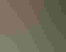 Noah's view of a Cape Eagle-Owl -- a good omen!