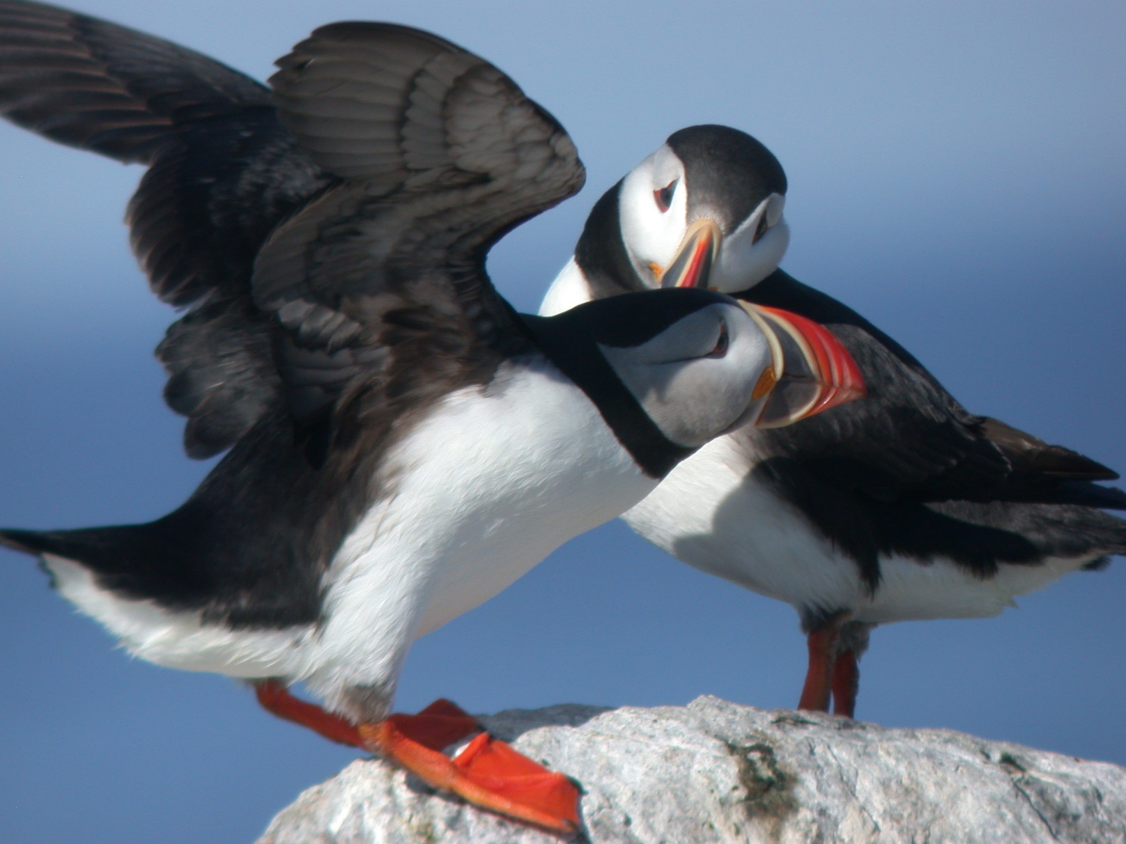 Puffin Cams Bring Rare View of Magical Birds in the Wild to a Global ...