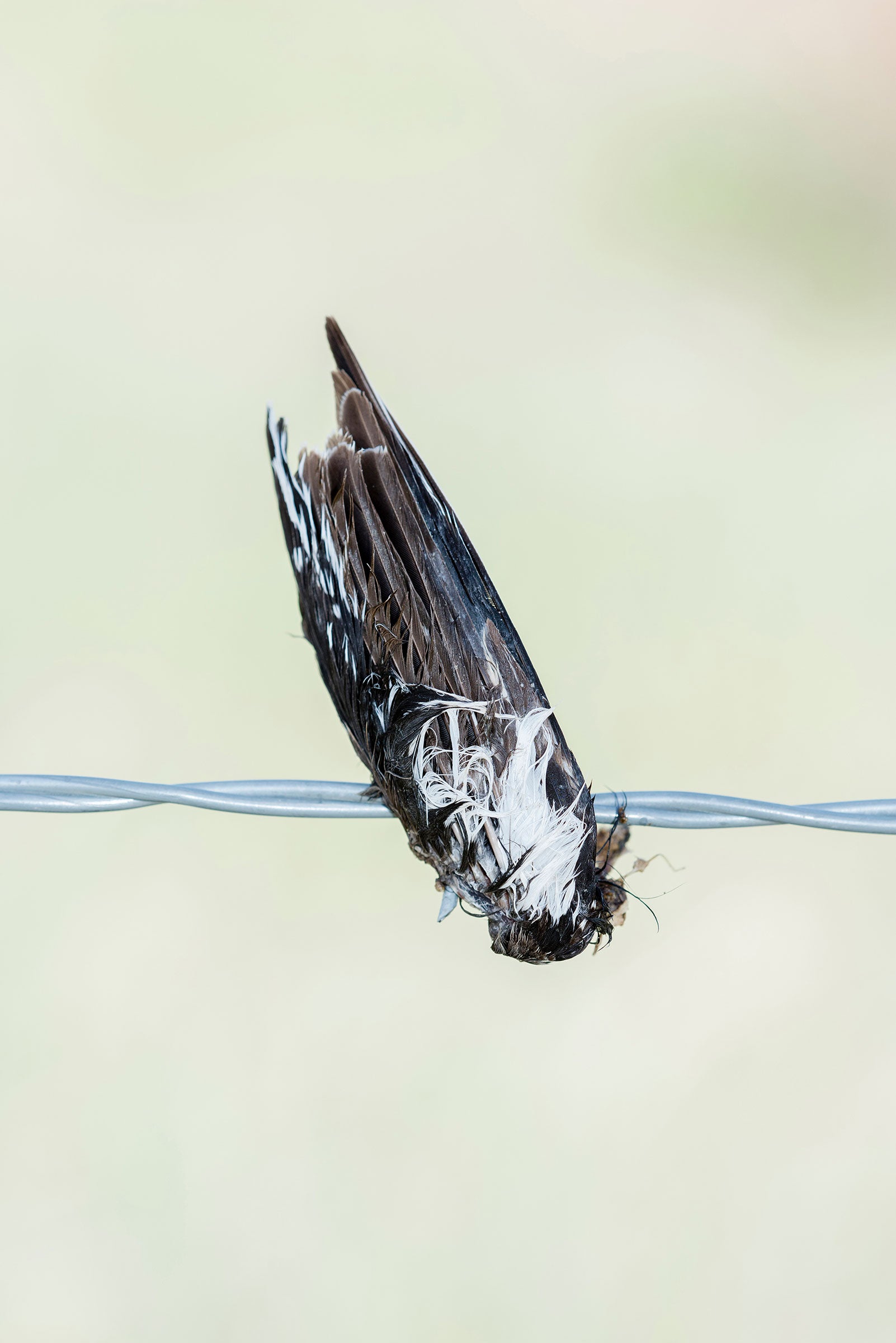 Lark Bunting wing. Rachel Hopper