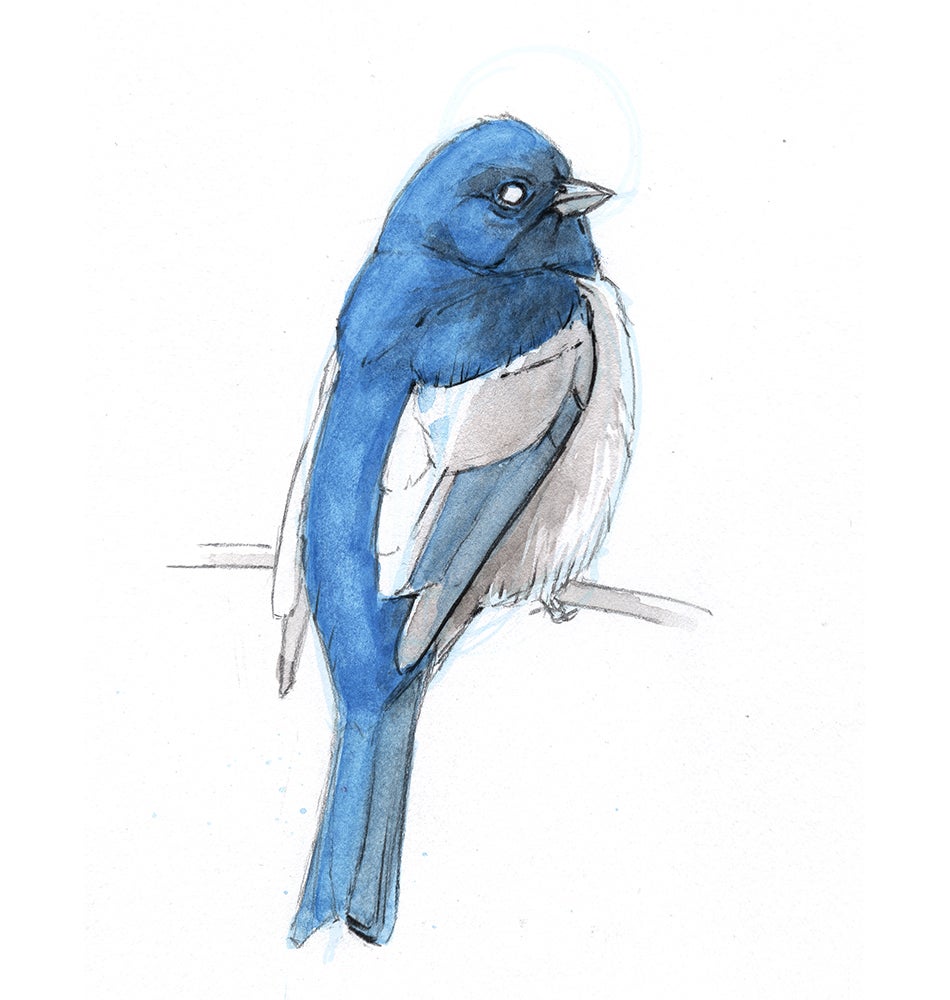Illustration: John Muir Laws
